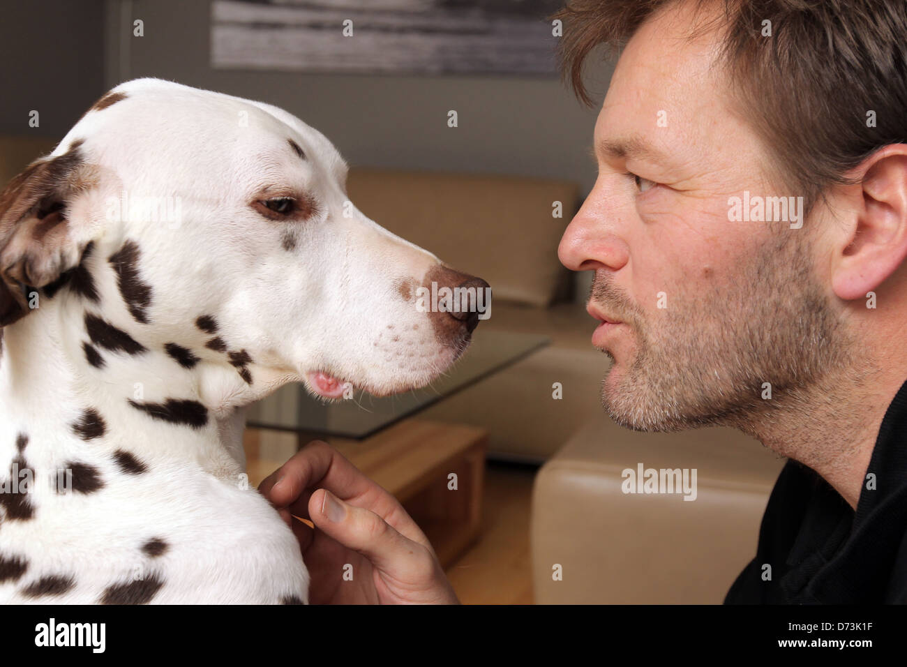 Un cane osteopata a conoscere un marrone, dalmata Maasbuell, Germania Foto Stock