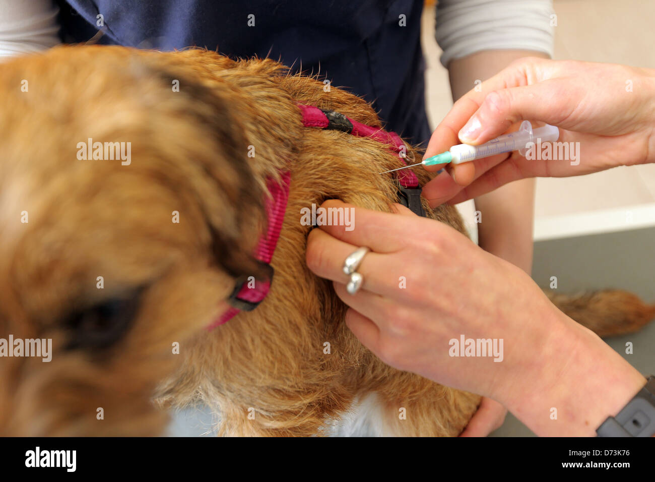 Flensburg, Germania, un confine Terrier ottiene un iniezione di antibiotico presso il veterinario Foto Stock