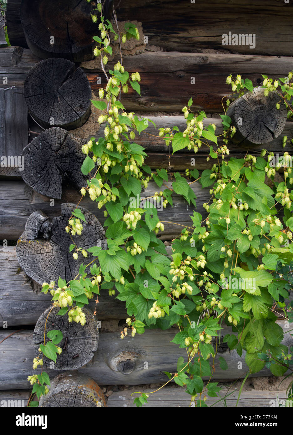 Luppolo Humulus lupulus sul vecchio insediamento abbandonato edificio, probabilmente, Cariboo della Columbia britannica in Canada Foto Stock