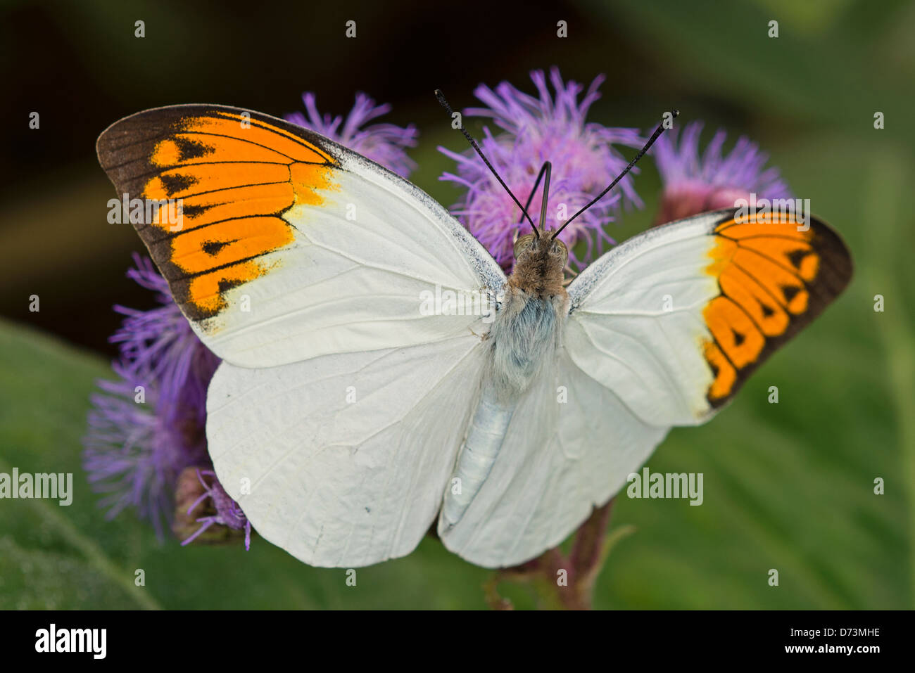 Una grande punta arancione alimentazione a farfalla Foto Stock