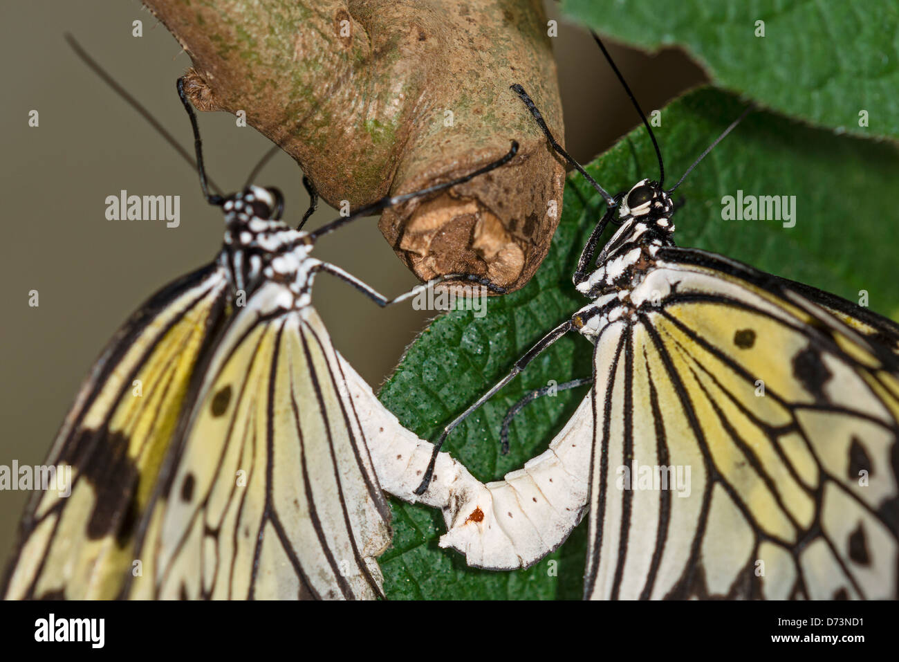 Grande Albero Nymph farfalle coniugata Foto Stock