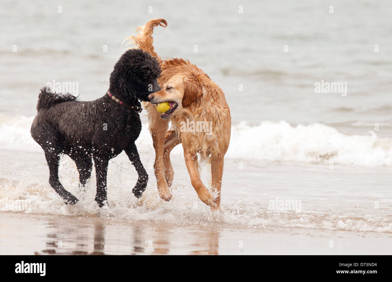 Due cani giocando con una palla nel surf in spiaggia, Holkham Beach, Nofolk REGNO UNITO Foto Stock