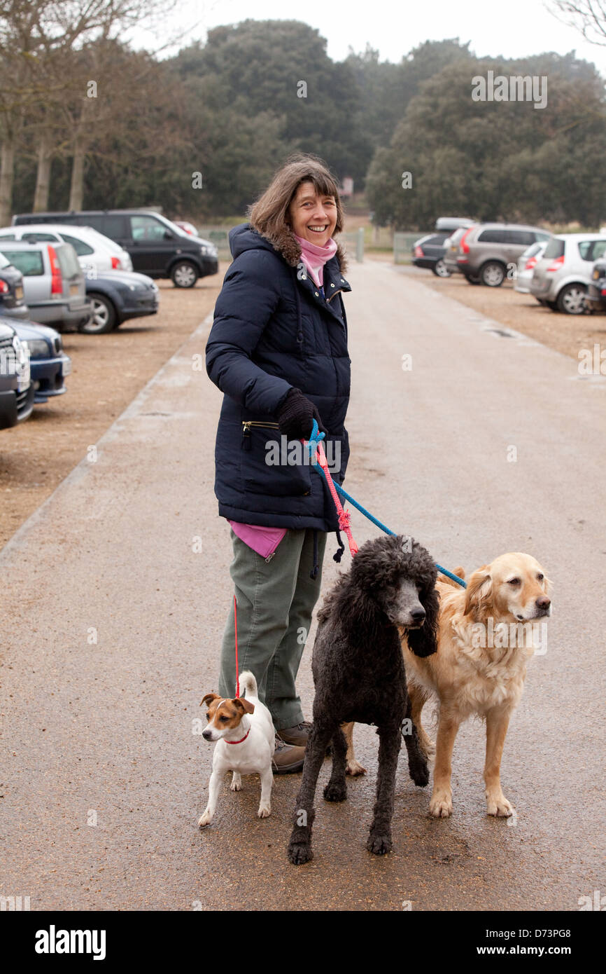 Una mezza età donna caucasica camminare tre cani, Norfolk, Regno Unito Foto Stock