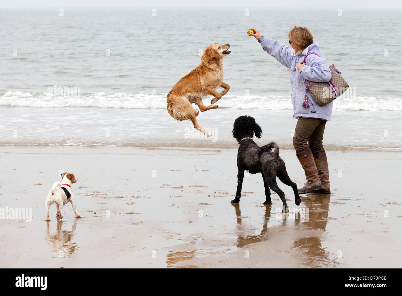 Cane il salto e giocare con il suo proprietario, mentre passeggiate sulla spiaggia Holkham, Norfolk, Regno Unito Foto Stock