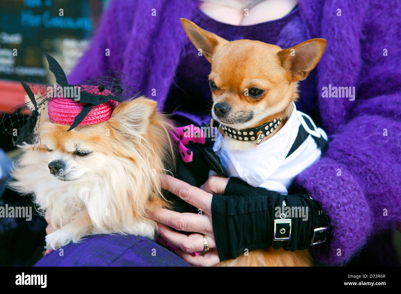Due camere elegantemente vestito chihuahua cani in un giro di donne. Foto Stock