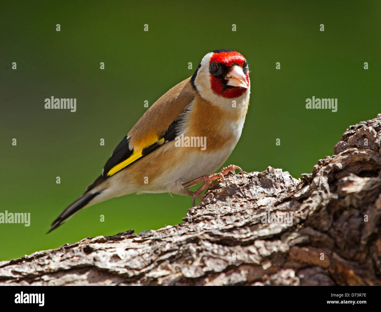 Unione cardellino appollaiato sul ramo Foto Stock