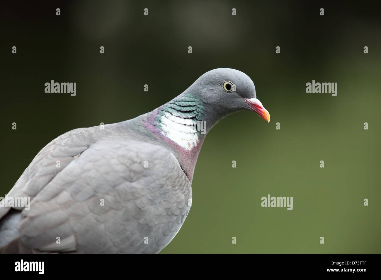 Woodpigeon Foto Stock