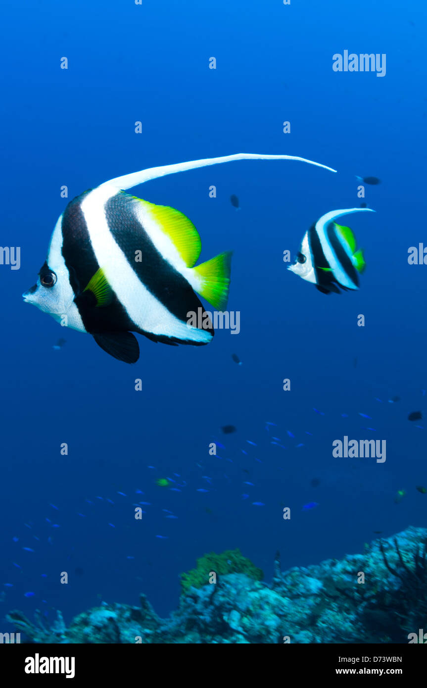 Due banner longfin pesci nuotano sulla barriera corallina Foto Stock