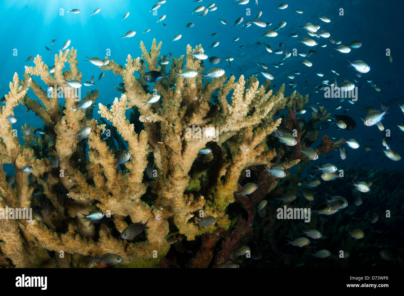 Una scuola di chromis nuota nei pressi di un grande disco formazione corallina Foto Stock