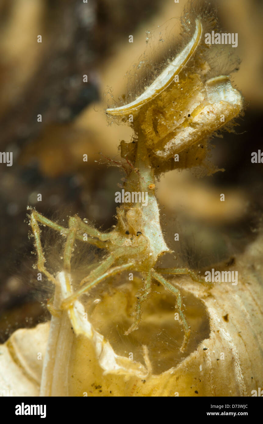 Un granchio decoratore preleva un pezzo di alghe per aiutare a mimetizzare se stesso Foto Stock