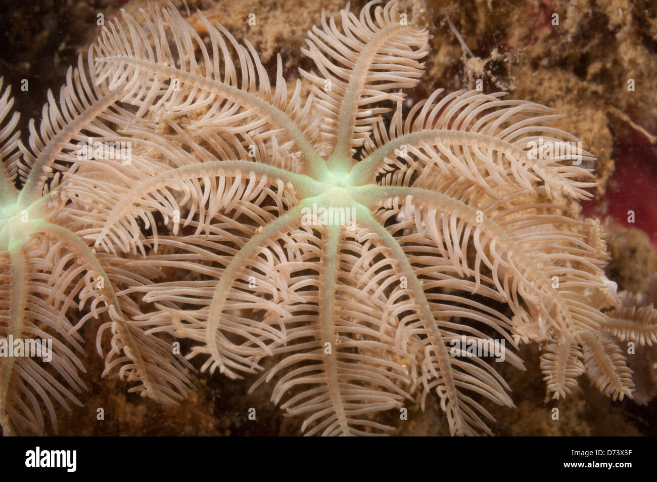 Una luce rosa octocoral polipo sulla barriera corallina Foto Stock