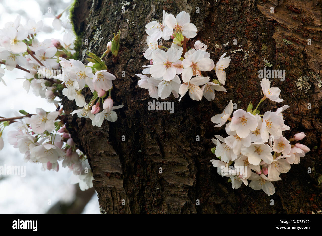 Fiorisce su Yoshino albero ciliegio, arti liberali Quad, Università di Washington, Seattle, Washington, Stati Uniti d'America Foto Stock