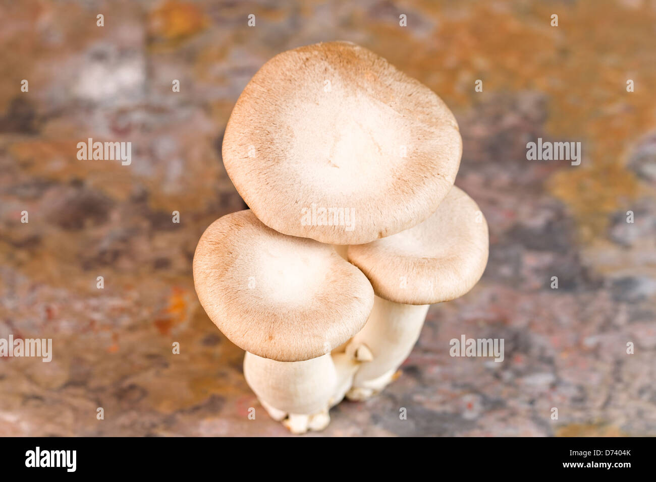 Foto orizzontale della vista in pianta di un nuovo re tromba fungo su pietra naturale sullo sfondo Foto Stock