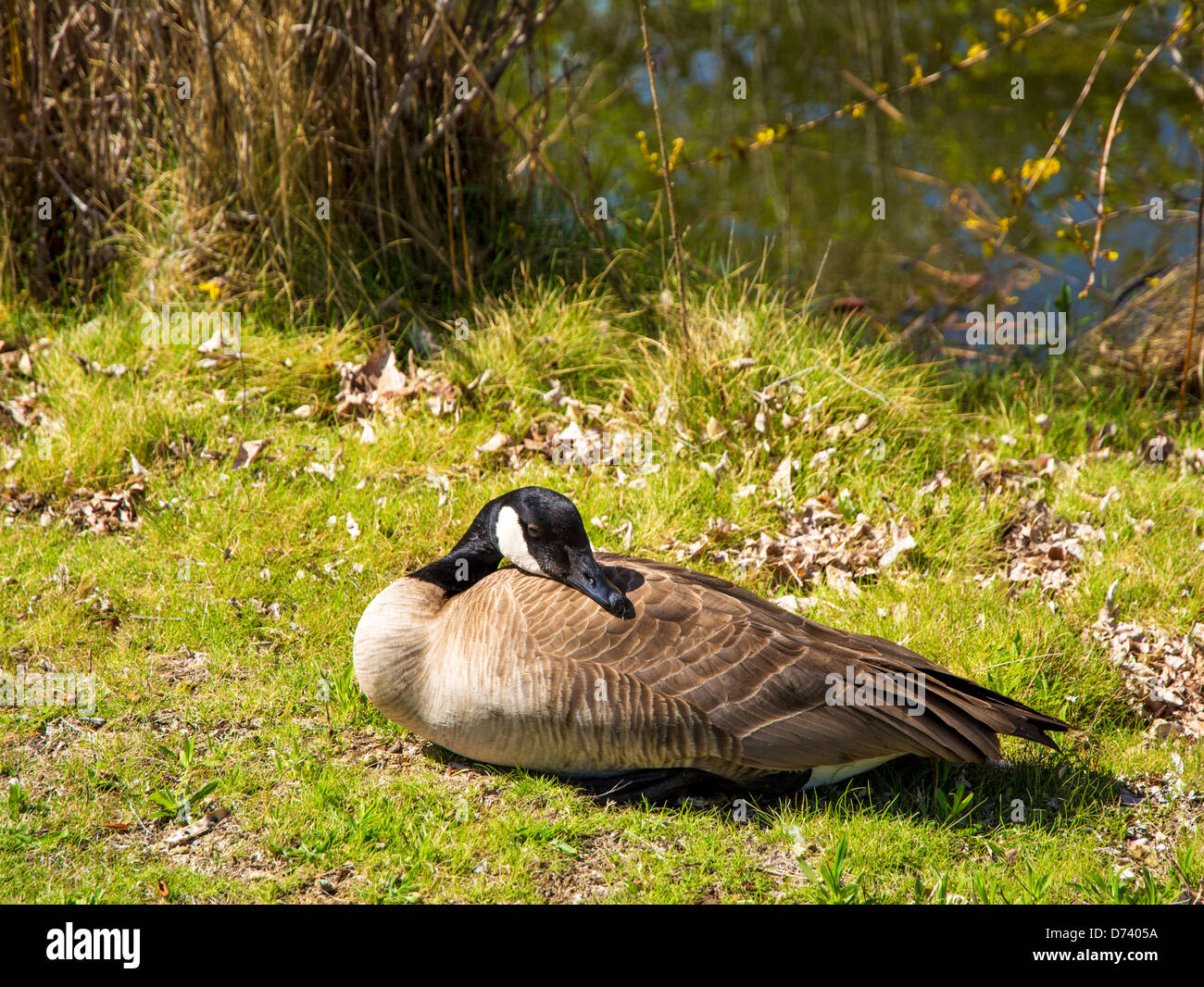 La molla di oca godendo il sole Foto Stock