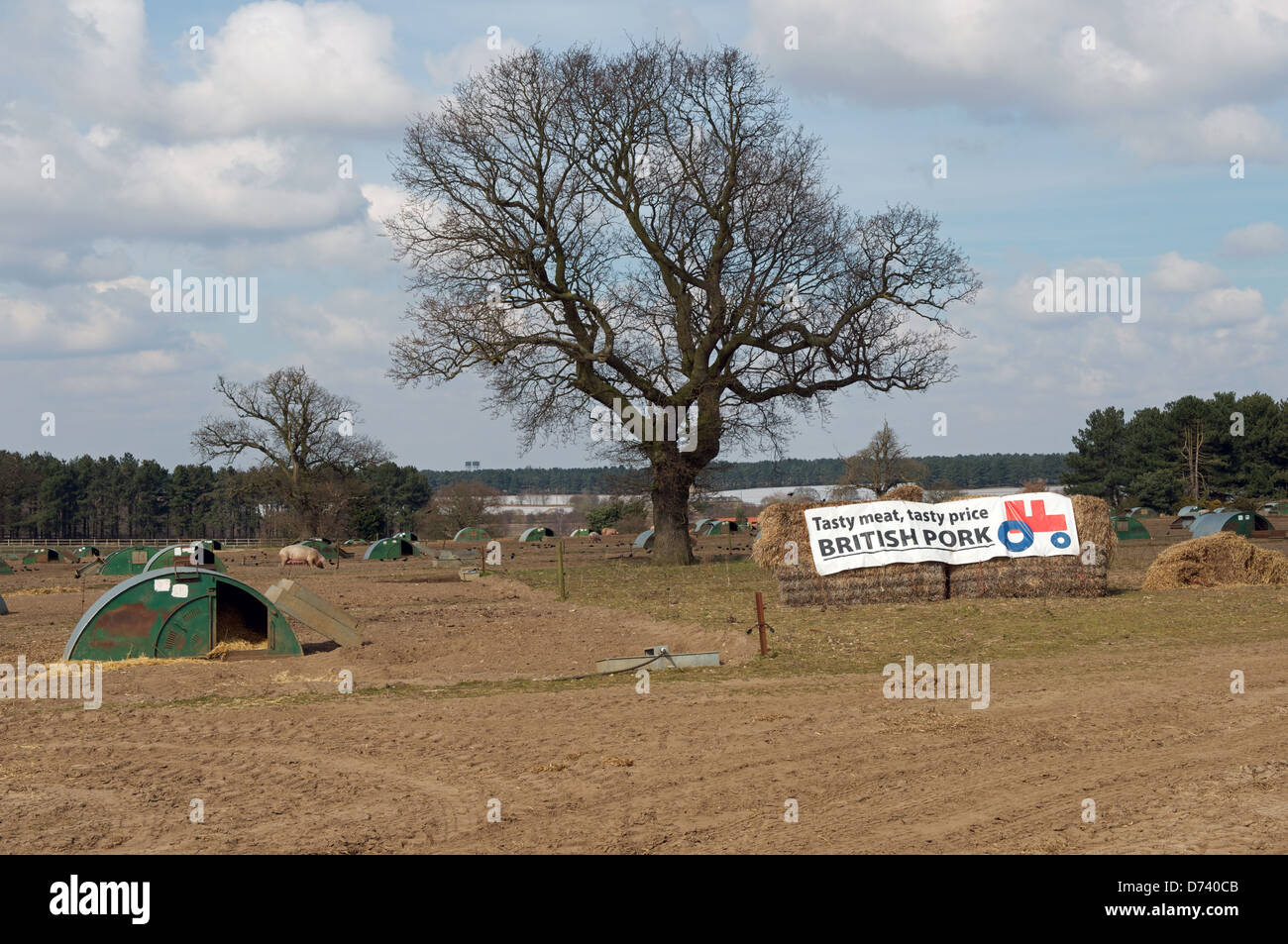 Carne di maiale britannico trattore rosso logo su un allevamento di suini in Suffolk Foto Stock