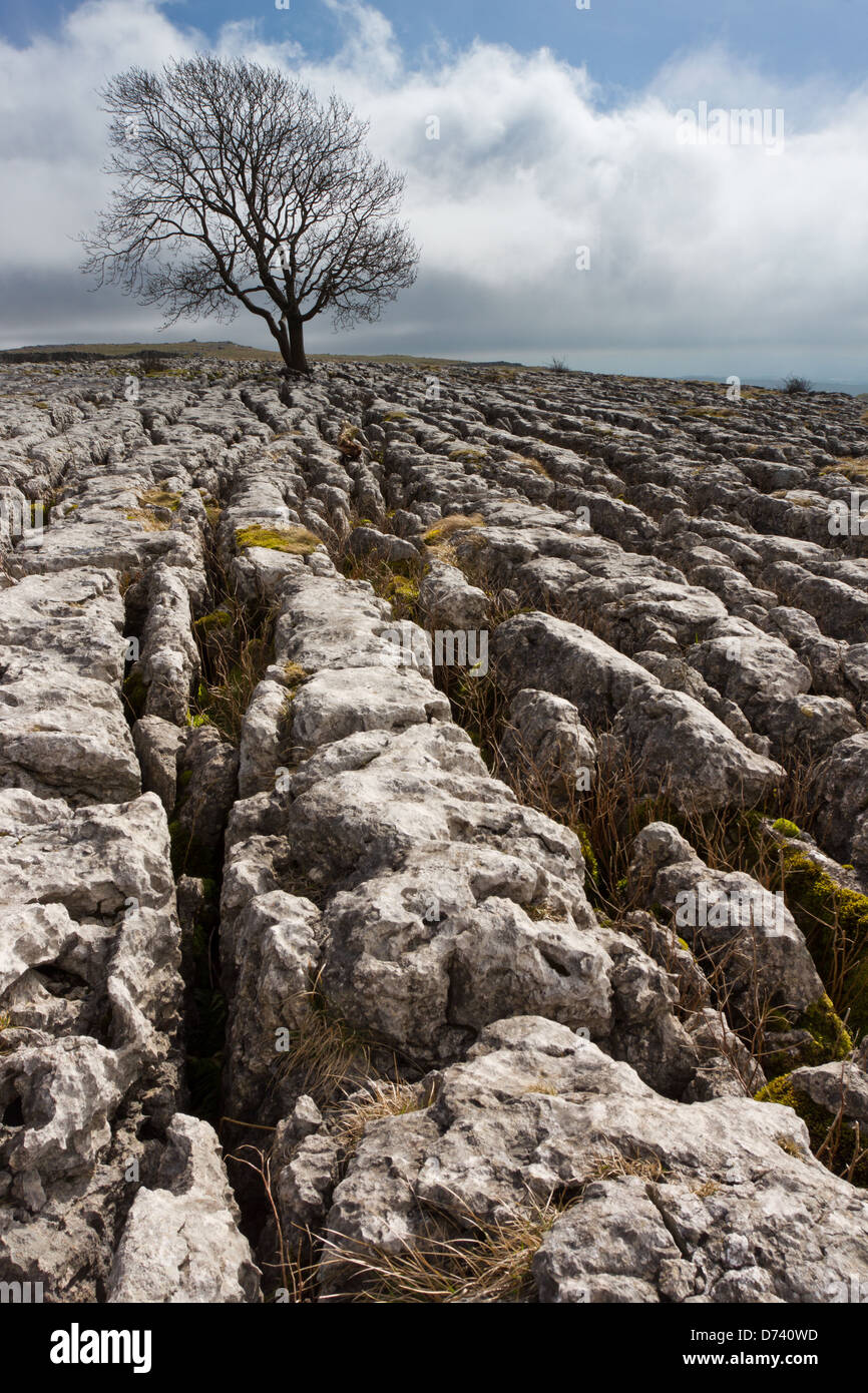 Malham Ash Sunrise Yorkshire Dales National Park deperimento delle ceneri malattia Grykes Clints paesaggio carsico calcareo attraversato prima luce Settle Foto Stock