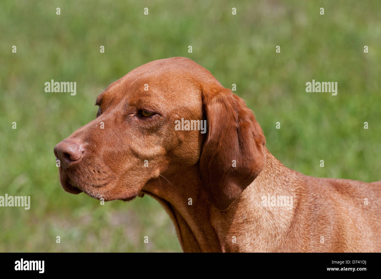 Vizsla ungherese cane da caccia Foto Stock