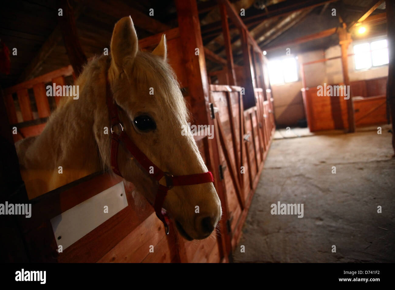 Girato a colori di un cavallo in una stalla Foto Stock