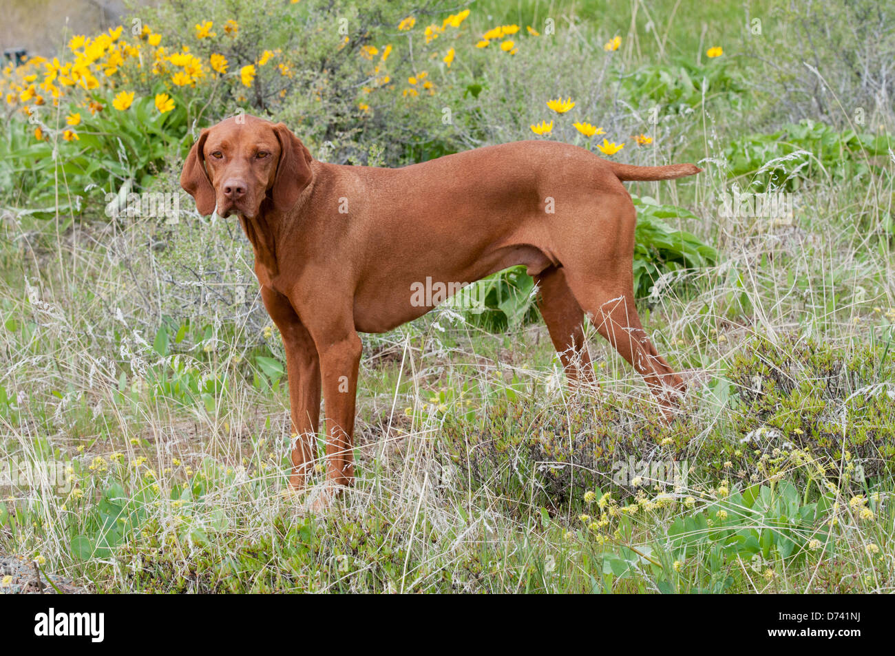 Vizsla ungherese cane da caccia Foto Stock