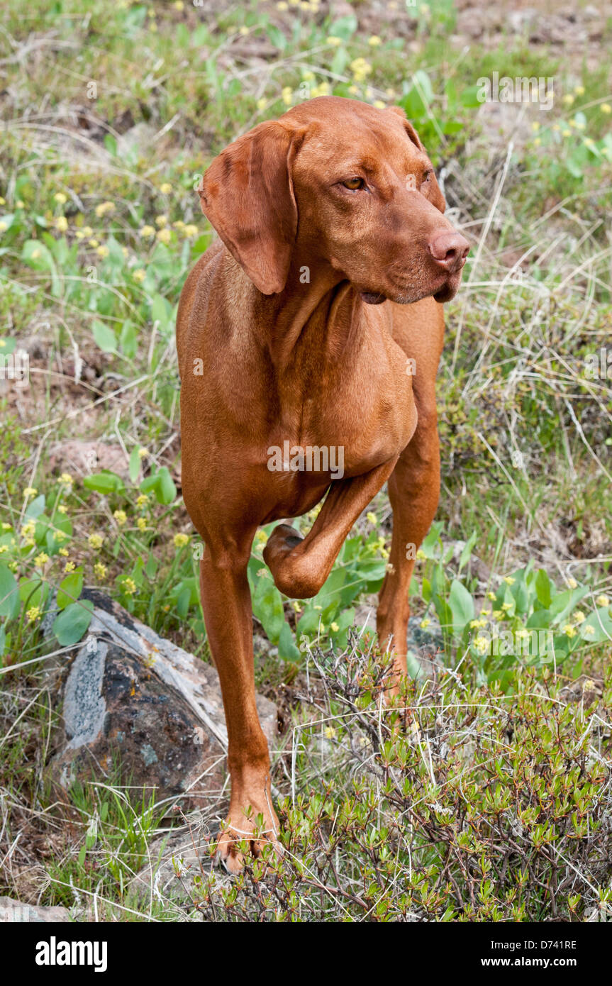 Vizsla ungherese cane da caccia sul punto Foto Stock