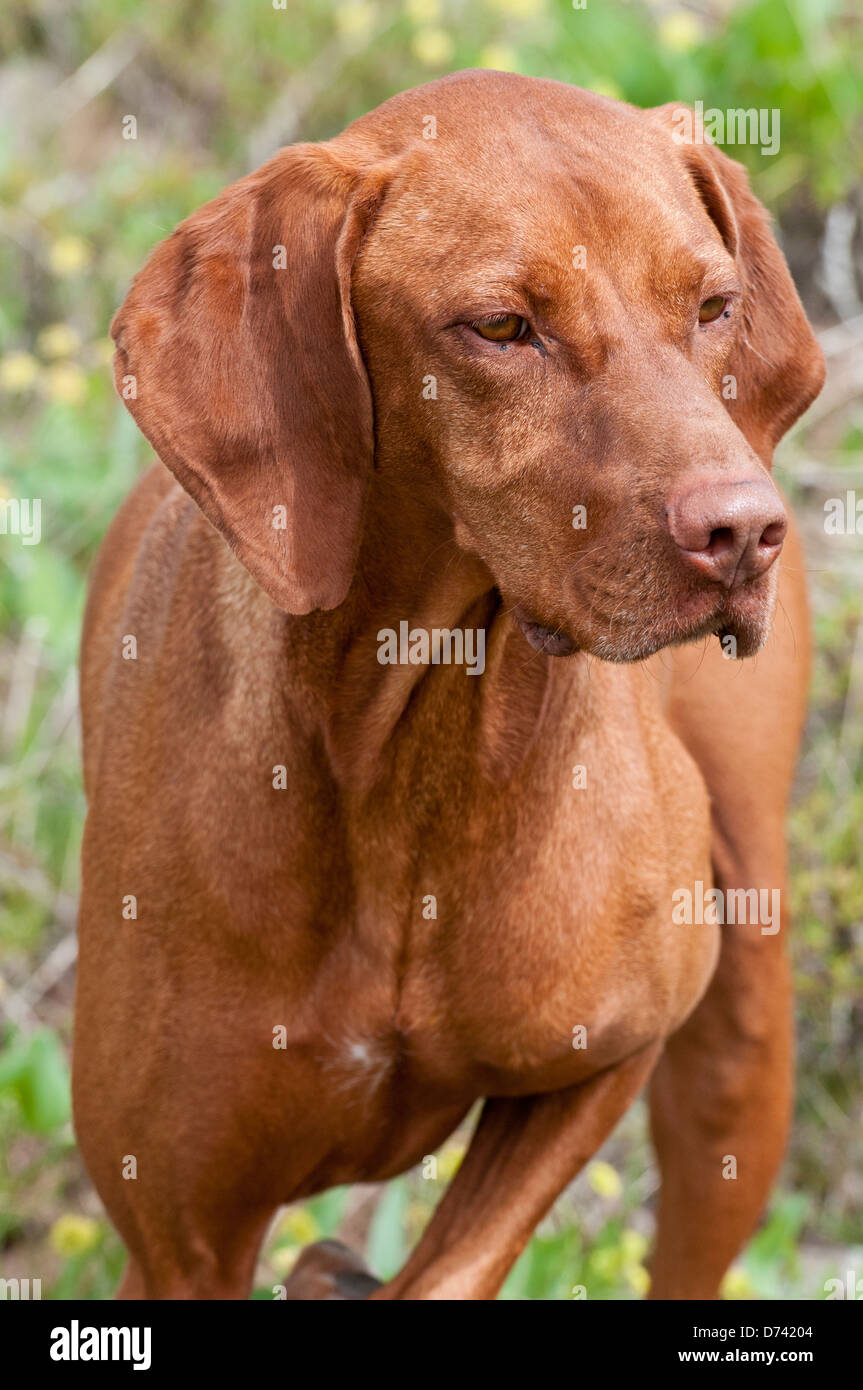 Vizsla ungherese cane da caccia sul punto Foto Stock