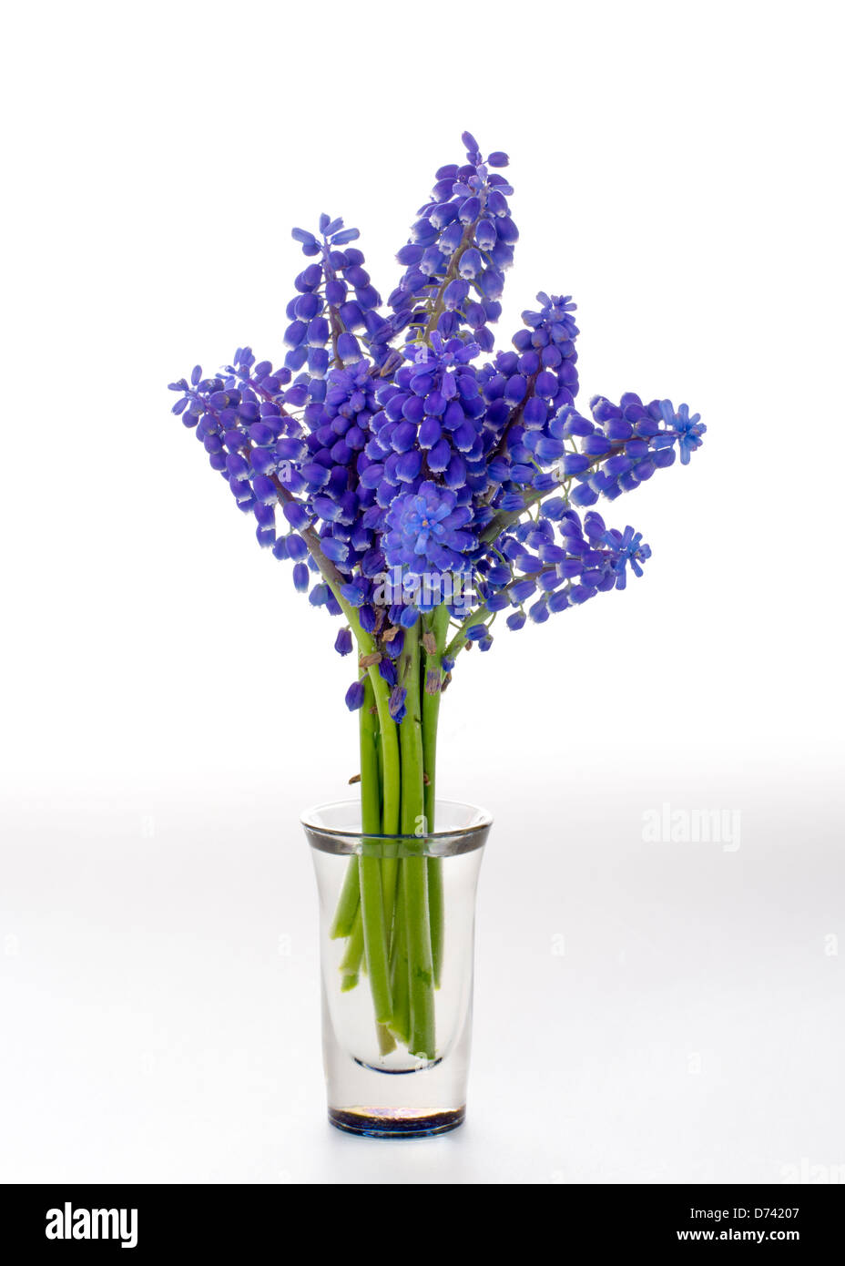 Fiori di Primavera in un vaso di vetro Foto Stock