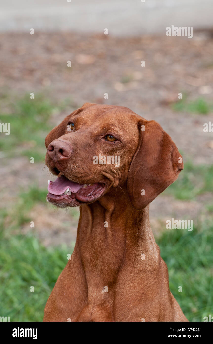 Vizsla ungherese cane da caccia Foto Stock