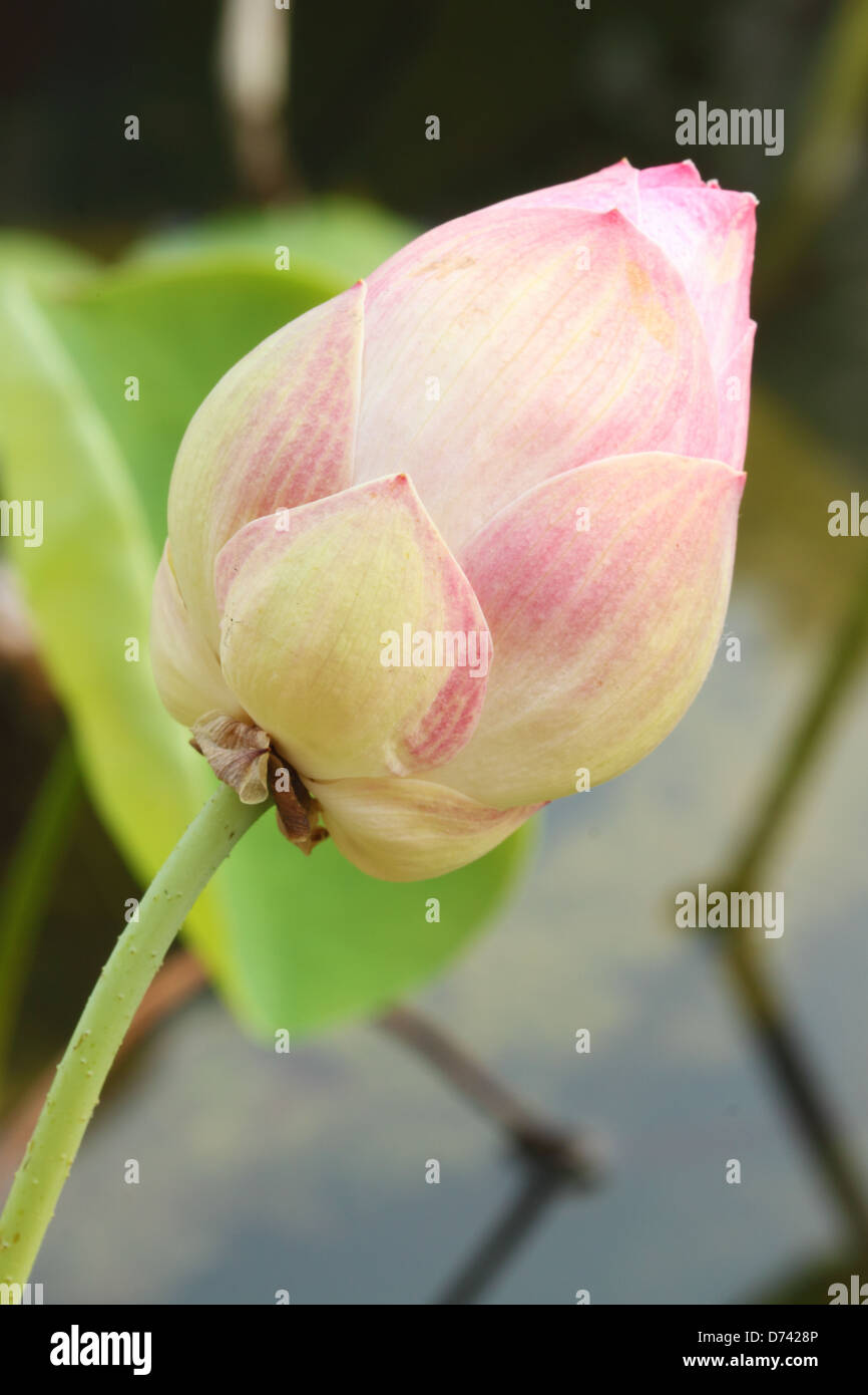 Lotus bud nello stagno Foto Stock