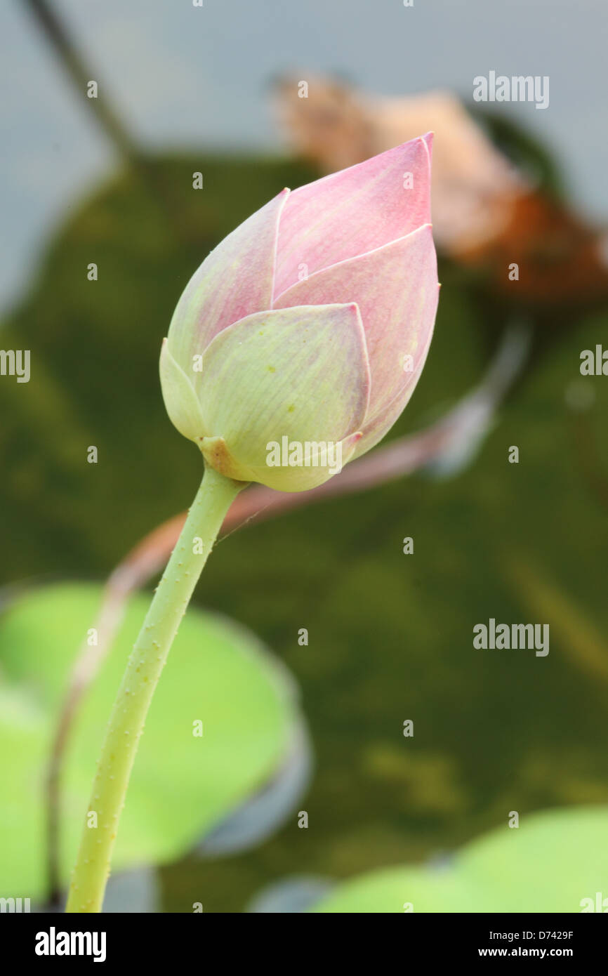 Lotus bud nello stagno Foto Stock