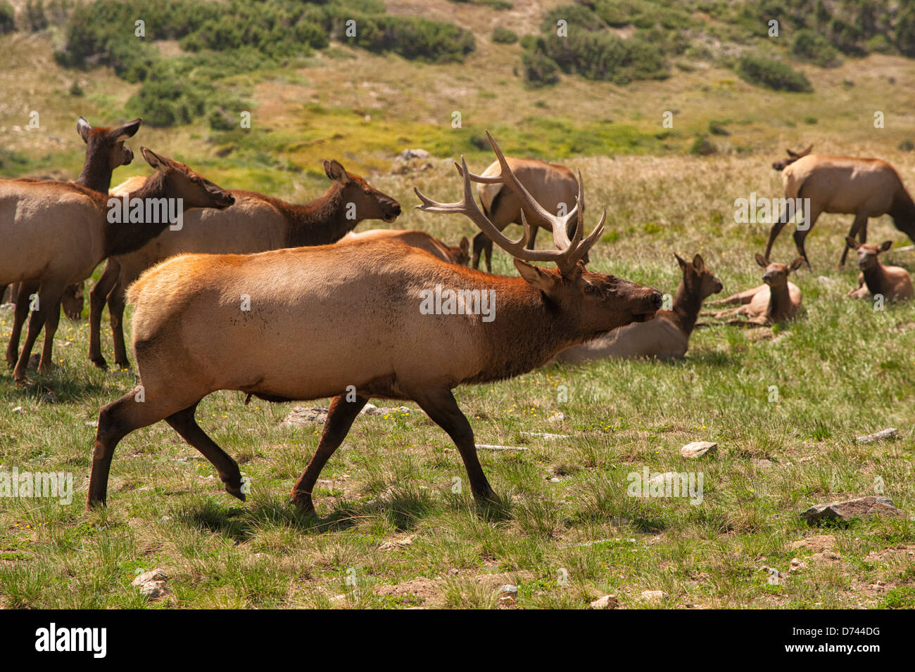 Una bull elk bugling, cercando di spaventare altri maschi lontano dalla sua mandria di alce femmina. Foto Stock