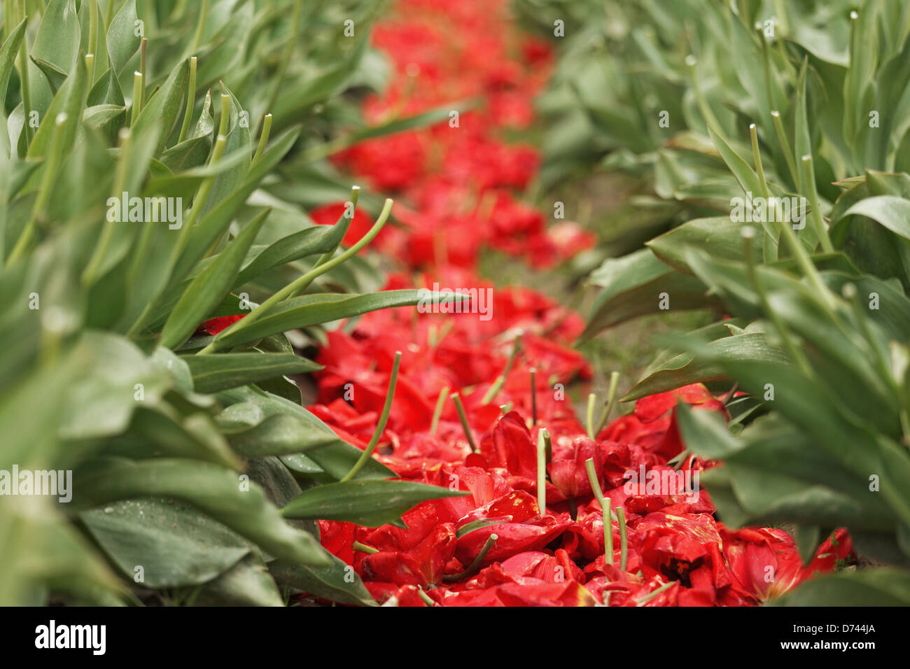 Tulipani rossi sormontato in righe, Roozengaarde giardini, Mount Vernon, Skagit Valley, Washington, Stati Uniti d'America Foto Stock