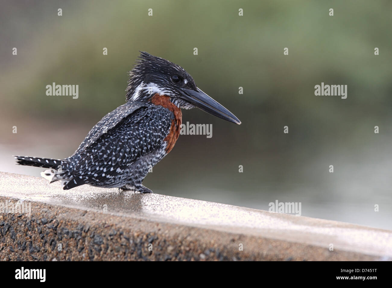 Un gigante Kingfisher arroccato sopra il fiume di sabbia nel Parco Nazionale di Kruger. Foto Stock