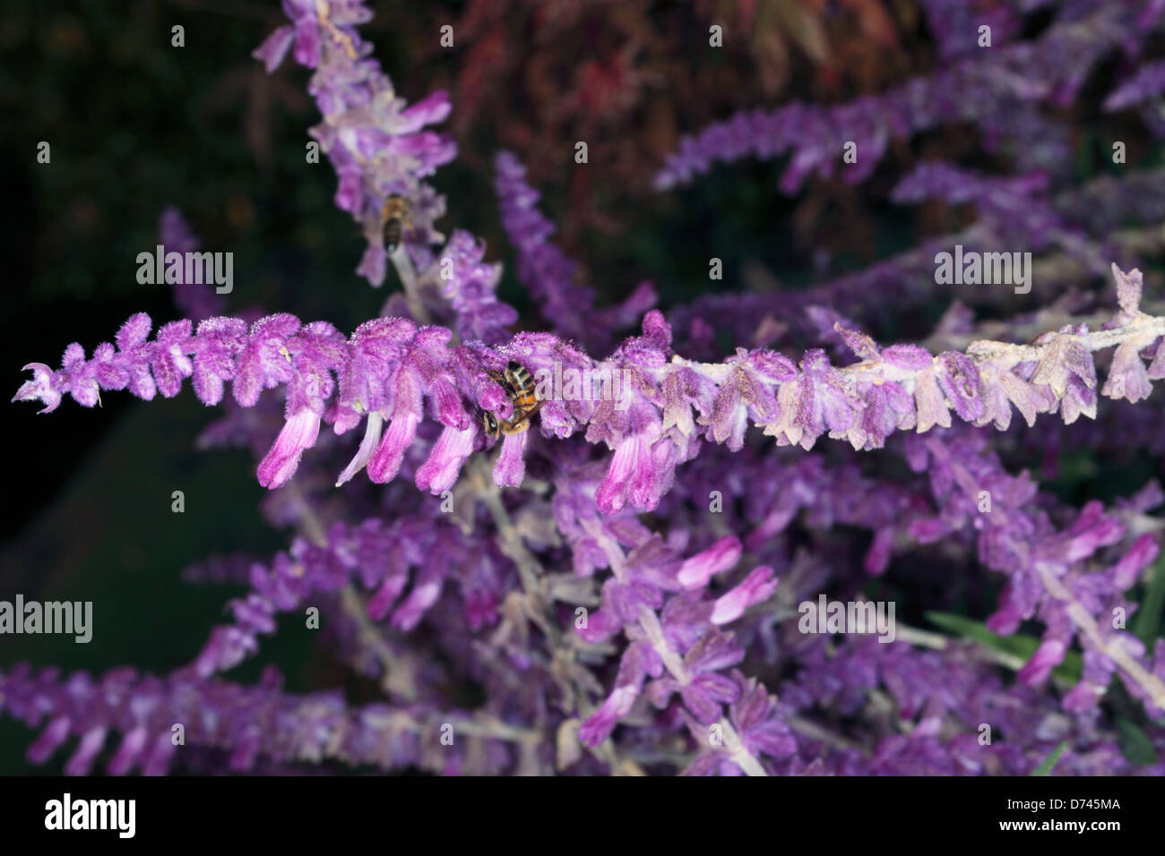 Il miele delle api per raccogliere il polline da messicana Bush Salvia/ Salvia messicana/ Velvet Salvia - Salvia leucantha - famiglia Lippenblütler Foto Stock