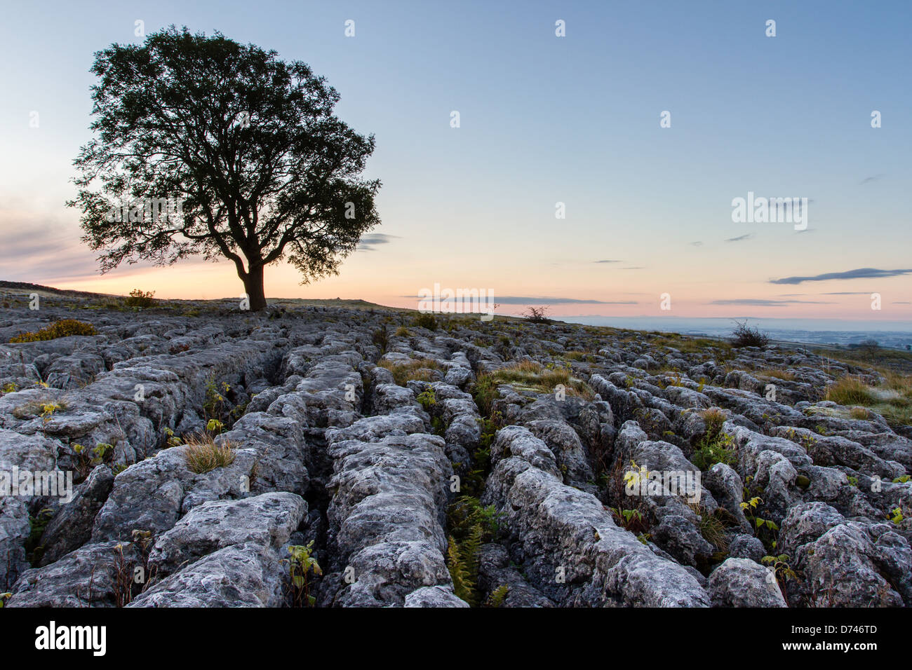 Malham Ash Sunrise Yorkshire Dales National Park deperimento delle ceneri malattia Grykes Clints paesaggio carsico calcareo attraversato prima luce Settle Foto Stock