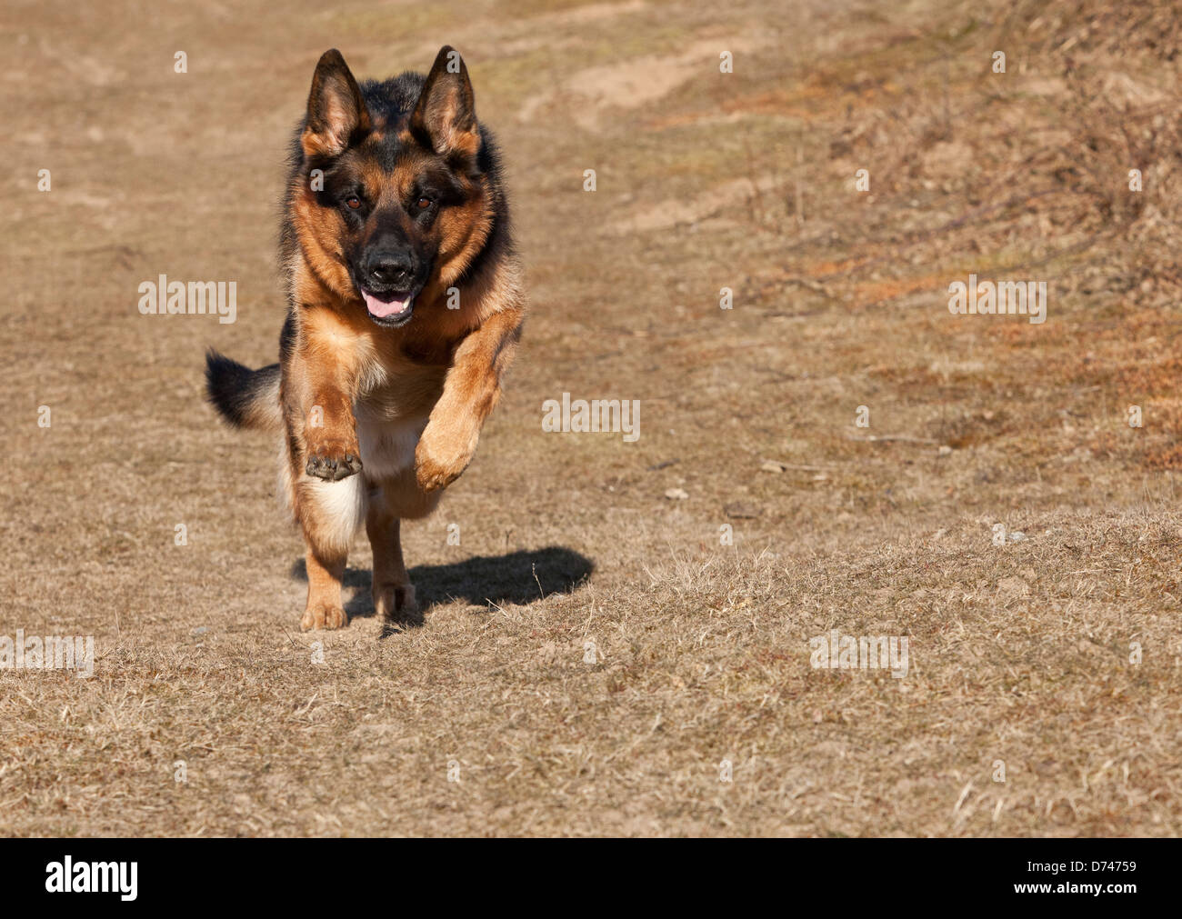 Pastore Tedesco cane che corre sulla terra incolta in primavera Foto Stock