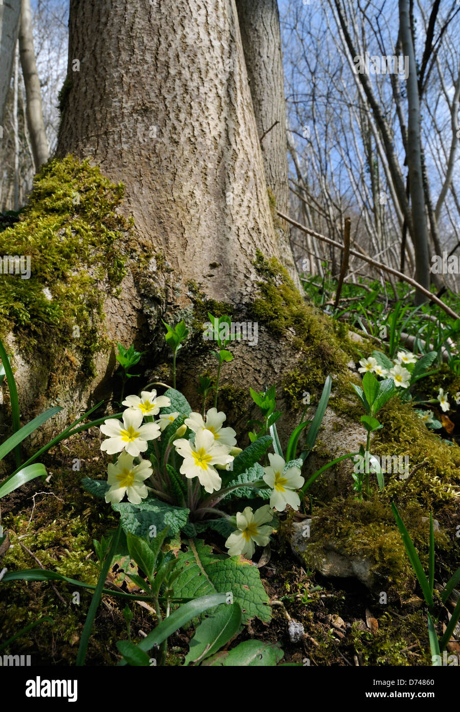 Primrose - Primula vulgaris crescente nel bosco di faggio Foto Stock