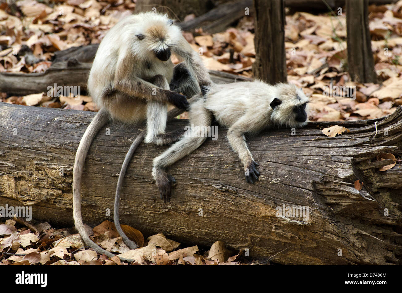 Hanuman langur monkey semnopithecus entellus Madhya Pradesh india Foto Stock