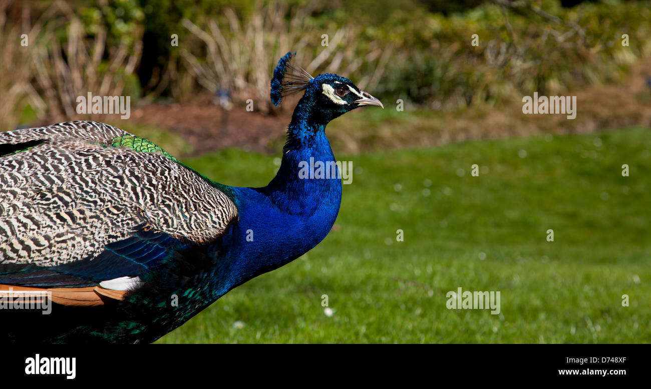 Blue peacock at Kew Gardens a Londra, Regno Unito Foto Stock