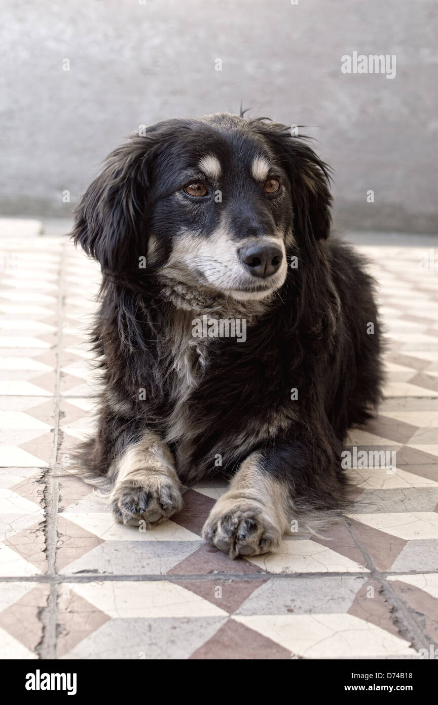 Close up ritratto di un simpatico giovane cane posa sul marciapiede Foto Stock