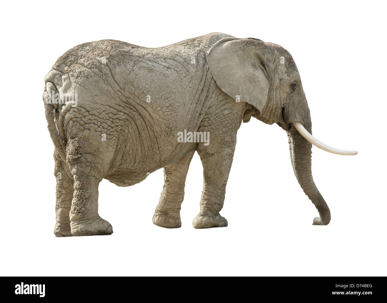 Elefante africano nel retro bianco Foto Stock