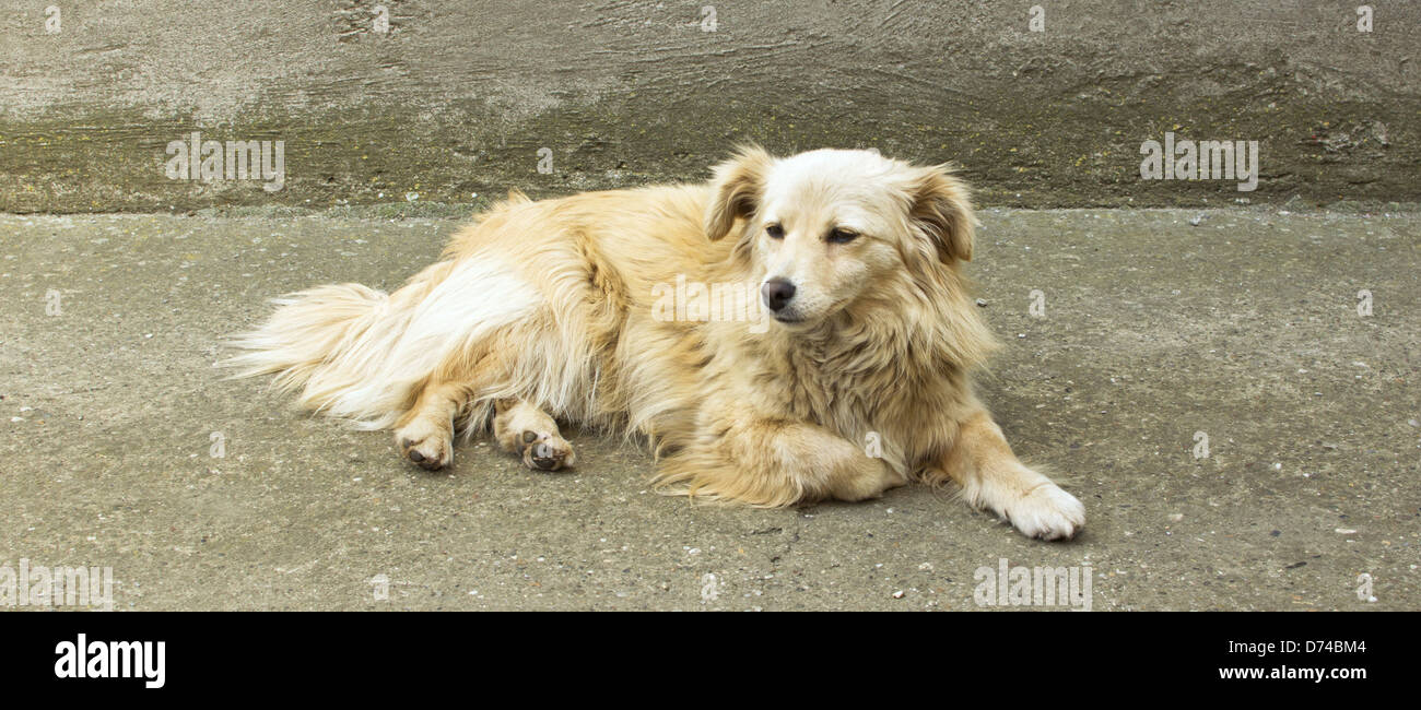 Ritratto di un cane giallo di riposo in cantiere. Foto Stock