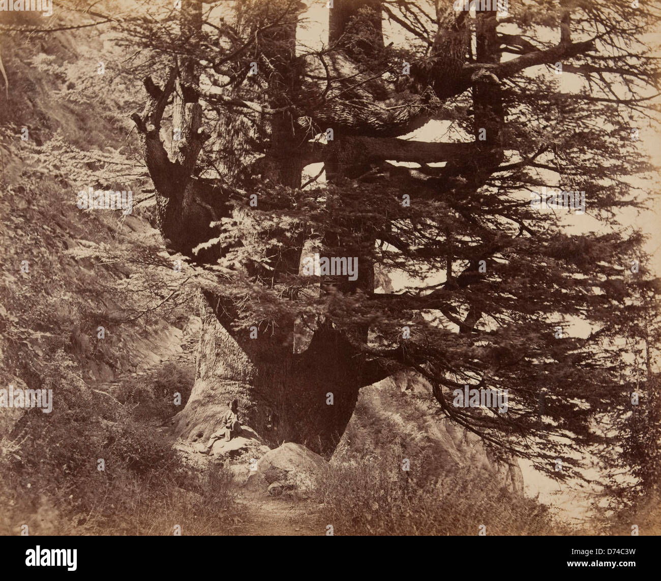 Il Great Deodar, un cedro himalayano di circonferenza di 42 piedi (Cedrus deodara), è un notevole albero di conifere che si trova nelle foreste della regione. È conosciuta per la sua altezza e longevità, simboleggiando la bellezza e la forza naturali. Foto Stock