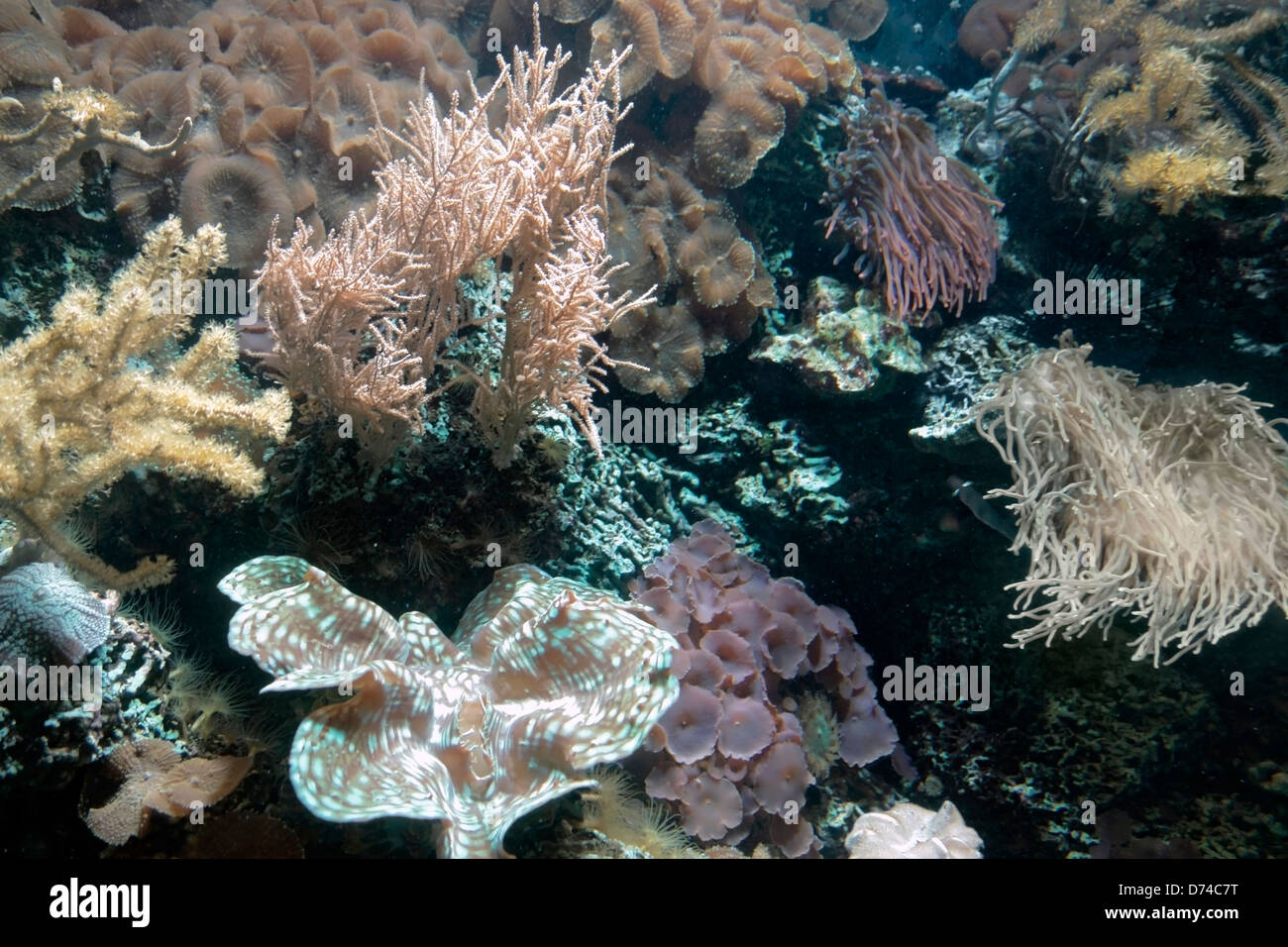 Paesaggio subacqueo che mostra una colorata barriera corallina dettaglio con varie specie di animali Foto Stock