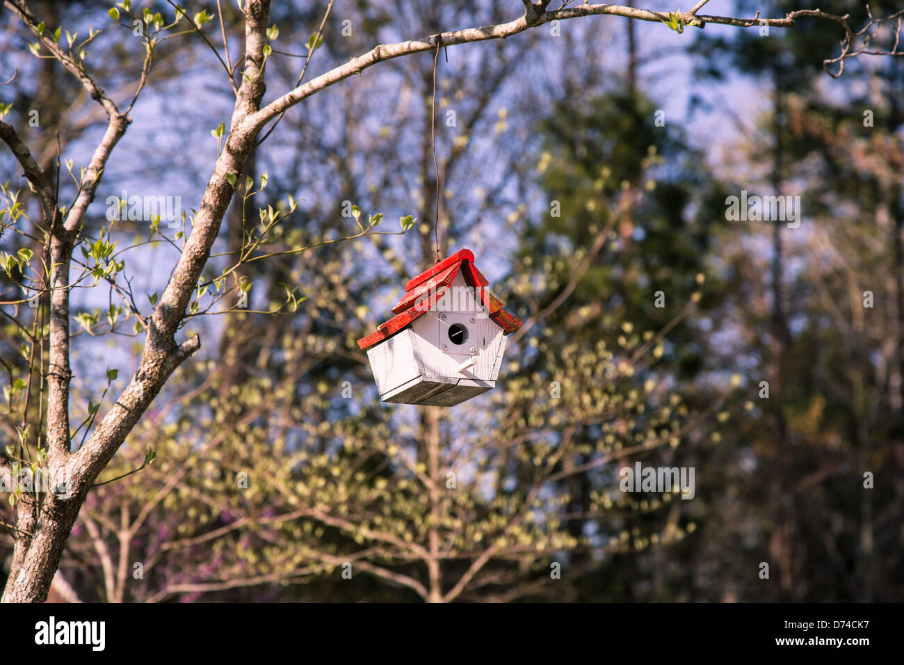 Un colorato birdhouse nei rami di un albero in primo blumi di primavera. Foto Stock
