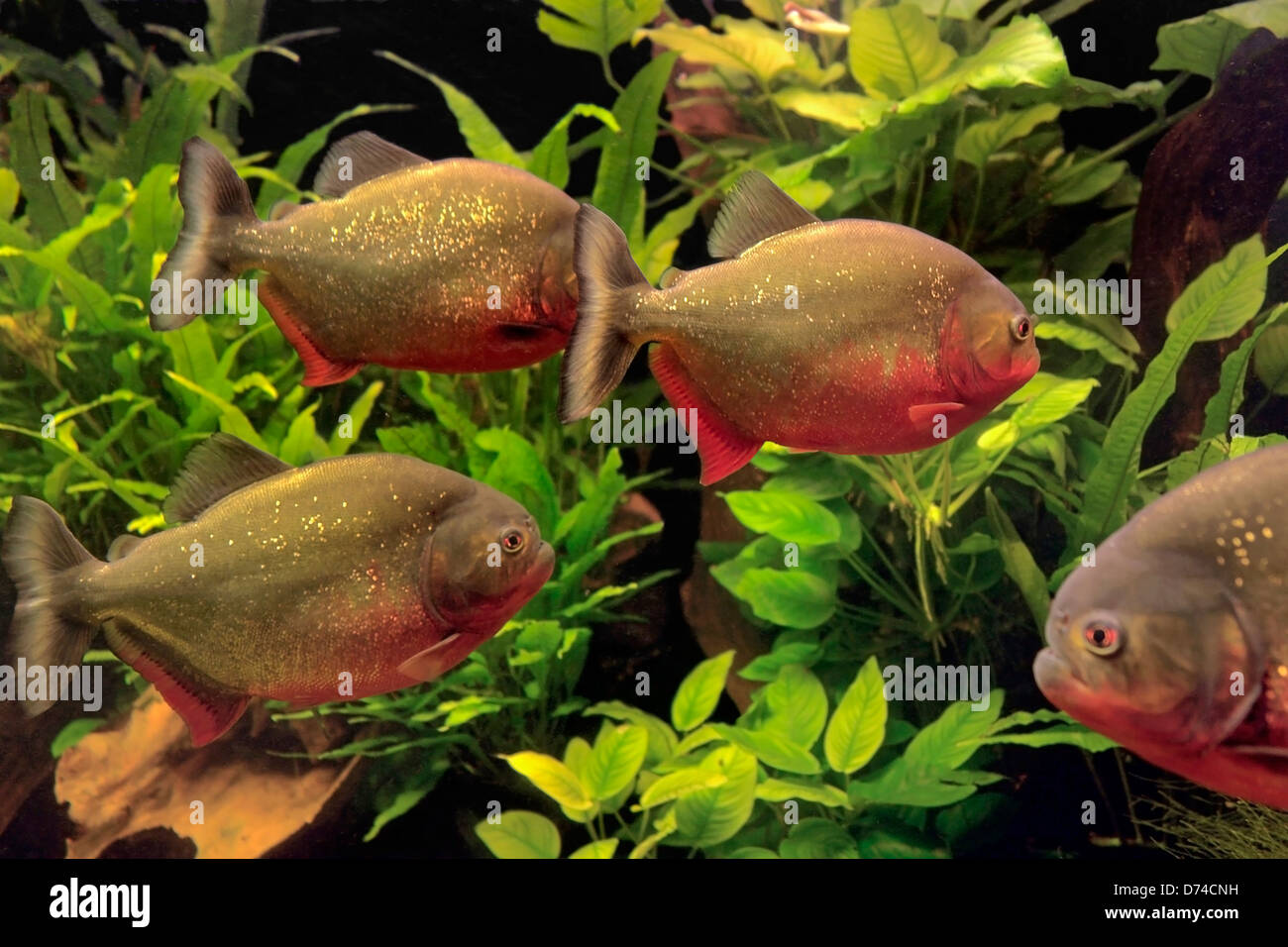 Paesaggio subacqueo con Piranha e piante acquatiche Foto Stock