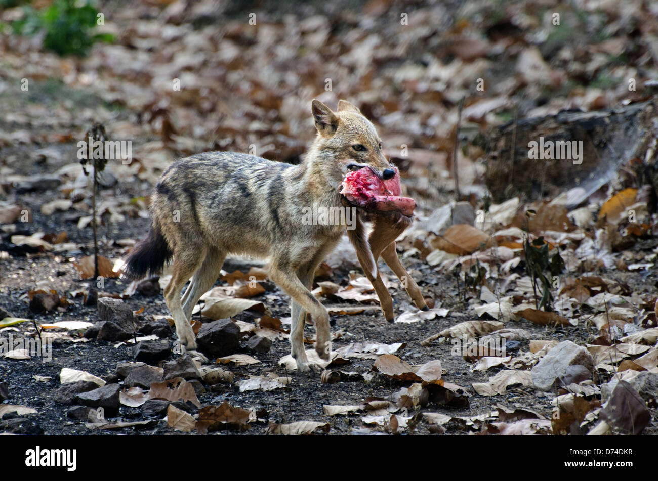 Jackal con la preda,canis aureus,a piedi den,kanha,parco nazionale,Madhya Pradesh, India Foto Stock