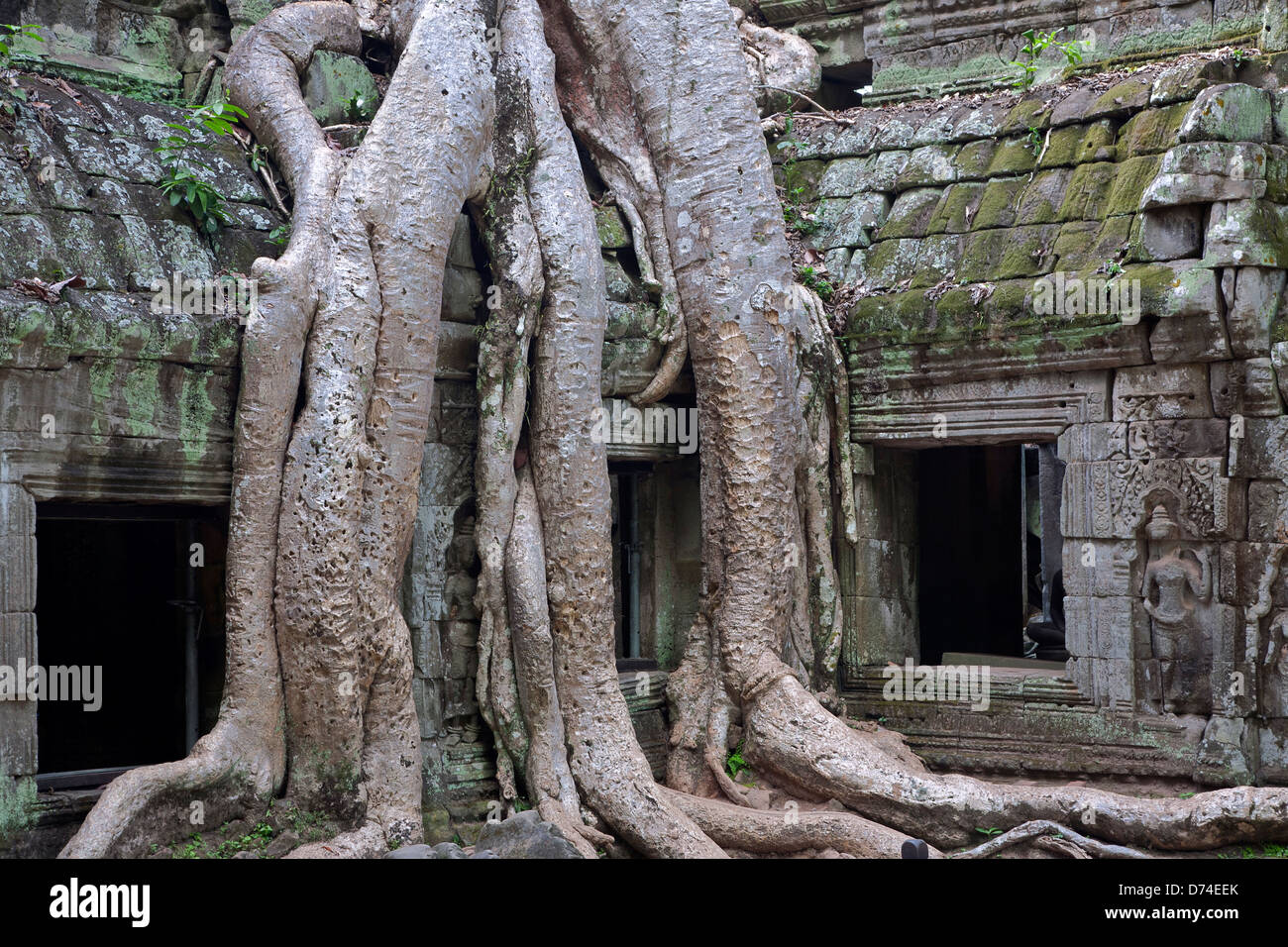 Seta-cotton tree radici. Ta Prohm tempio. Angkor. Cambogia Foto Stock