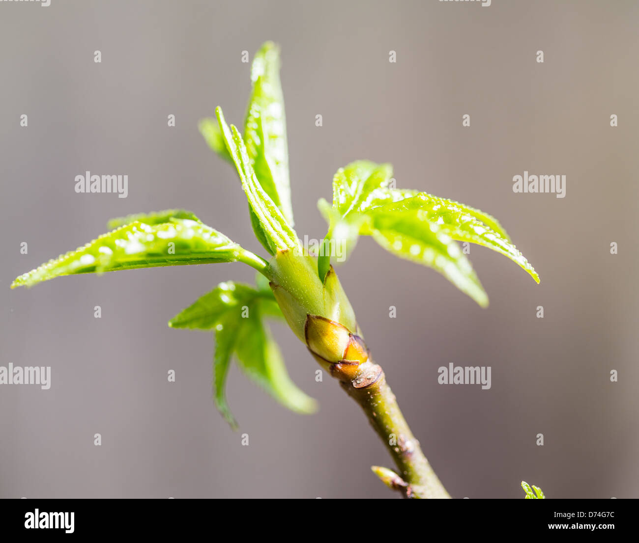 Alberi di acero germogliano le loro prime foglie di una molla nuova stagione. Foto Stock