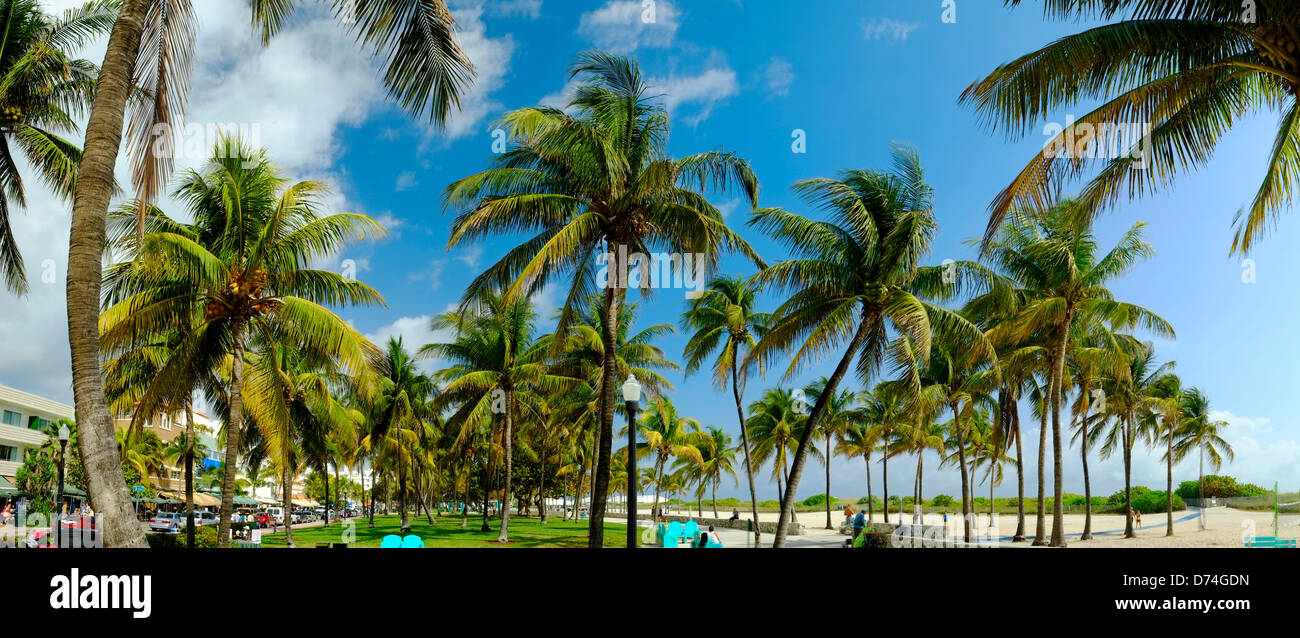 Gli alberi di palma, South Beach, Miami, Florida, Stati Uniti d'America Foto Stock