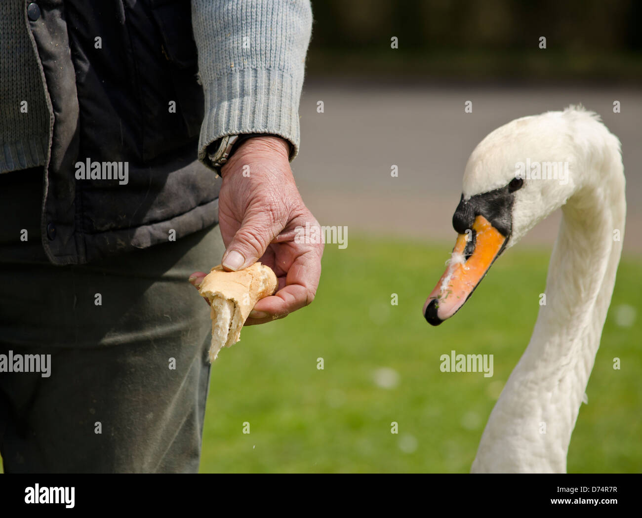 L'uomo alimentando un cigno Foto Stock